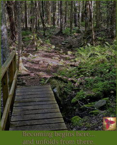 Bridge over a creek on rocky path through the forest.