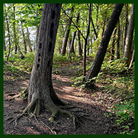 A path, a tree riddled with holes, standing tall and strong along the sunlit trail.