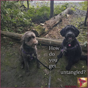 Two Springerdoodles tether together on a forest trail.