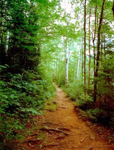 Classic Adirondack path through the woods. Light coming through the trees where the path leads. 