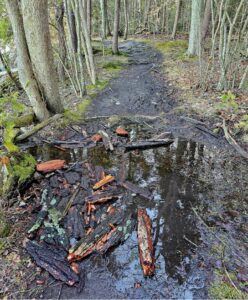 Muddy trail in the woods, with bark spread over a puddle to allow walking over it. Mid April near Adirondacks.
